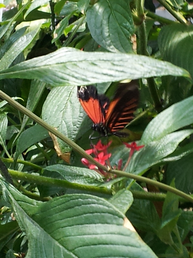 a butterfly in action
