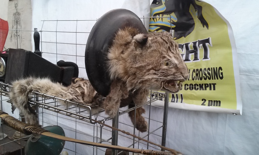 A pair of badly taxidermied bobcats.
